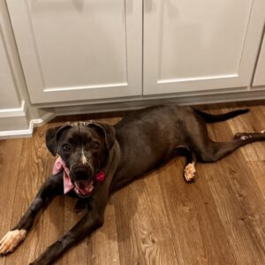 Emotional Dog Story: Fern’s Inspiring Healing Journey