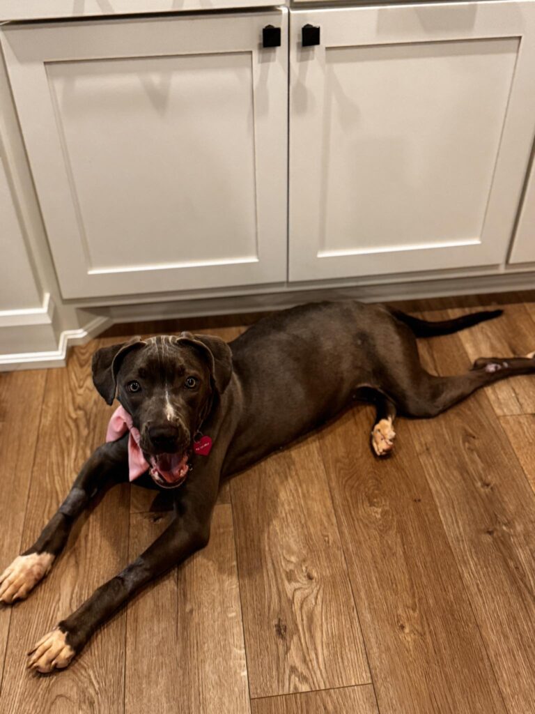 Emotional Dog Story: Fern’s Inspiring Healing Journey