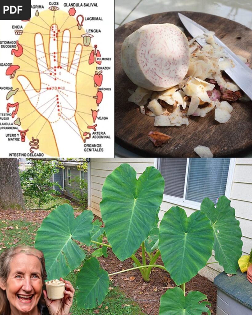 Taro Root