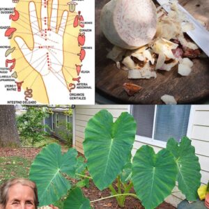Unlock Taro Root Uses and Benefits: A Superfood with Deep Roots