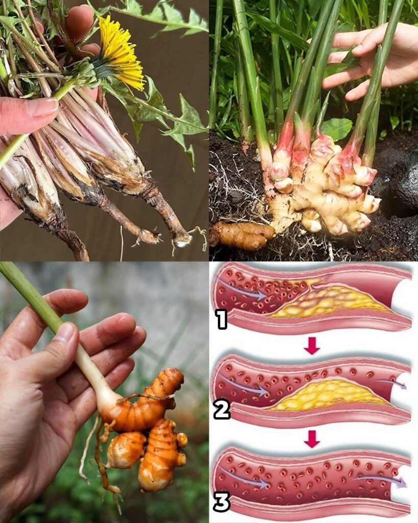 5 Powerful Roots That Fight Diabetes, Cancer & More – Naturally
