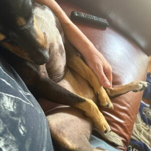 Two Rescue Dogs Into Our Cat-Filled Home