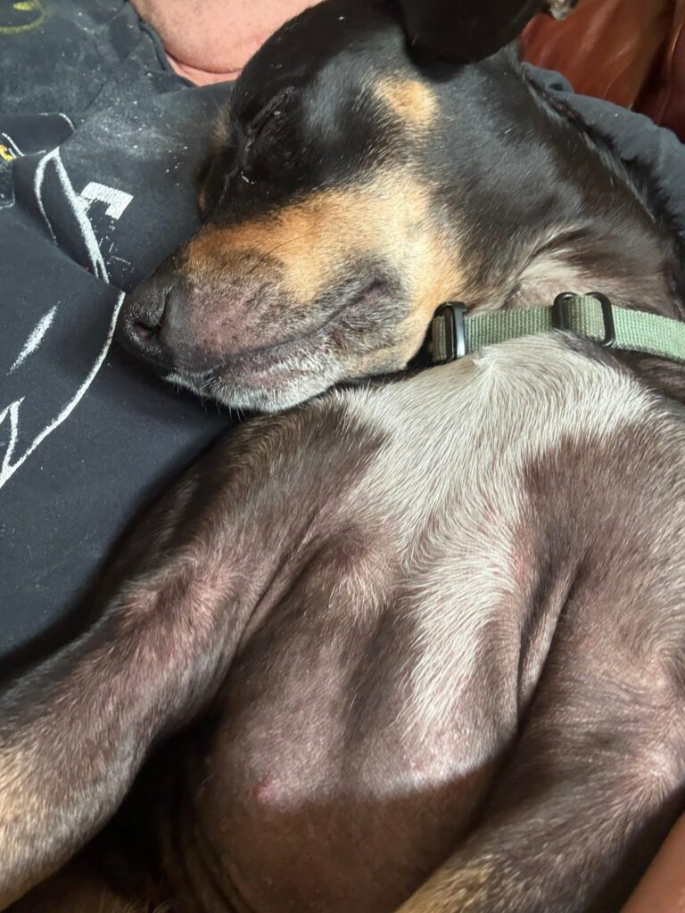 Two Rescue Dogs Into Our Cat-Filled Home