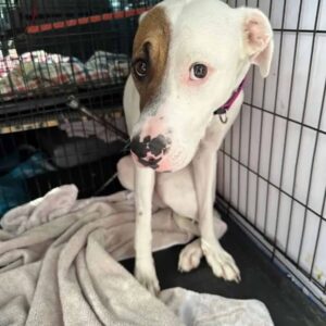 Rescue Dogs Like Imelda Prove That Love Can Heal Anything