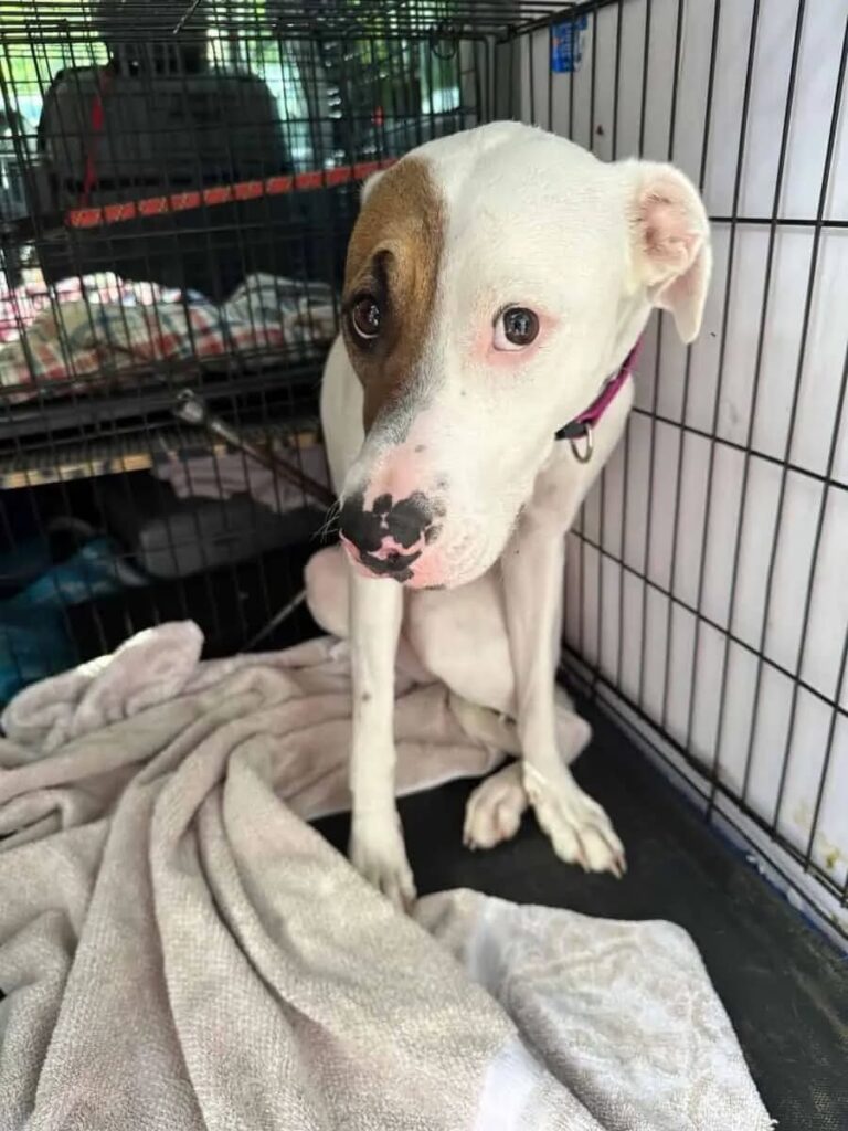 Rescue Dogs Like Imelda Prove That Love Can Heal Anything