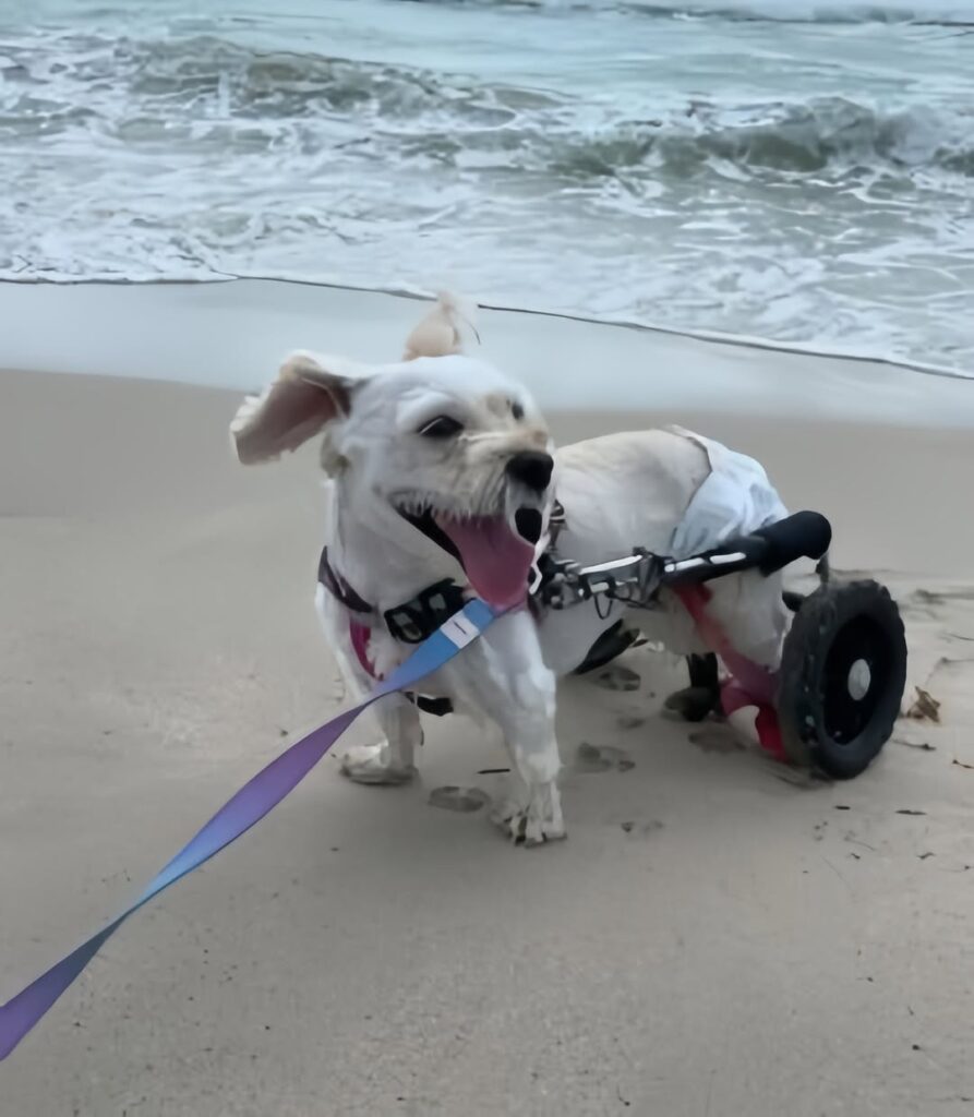 How One Two-Legged Dog Learned to Walk Again