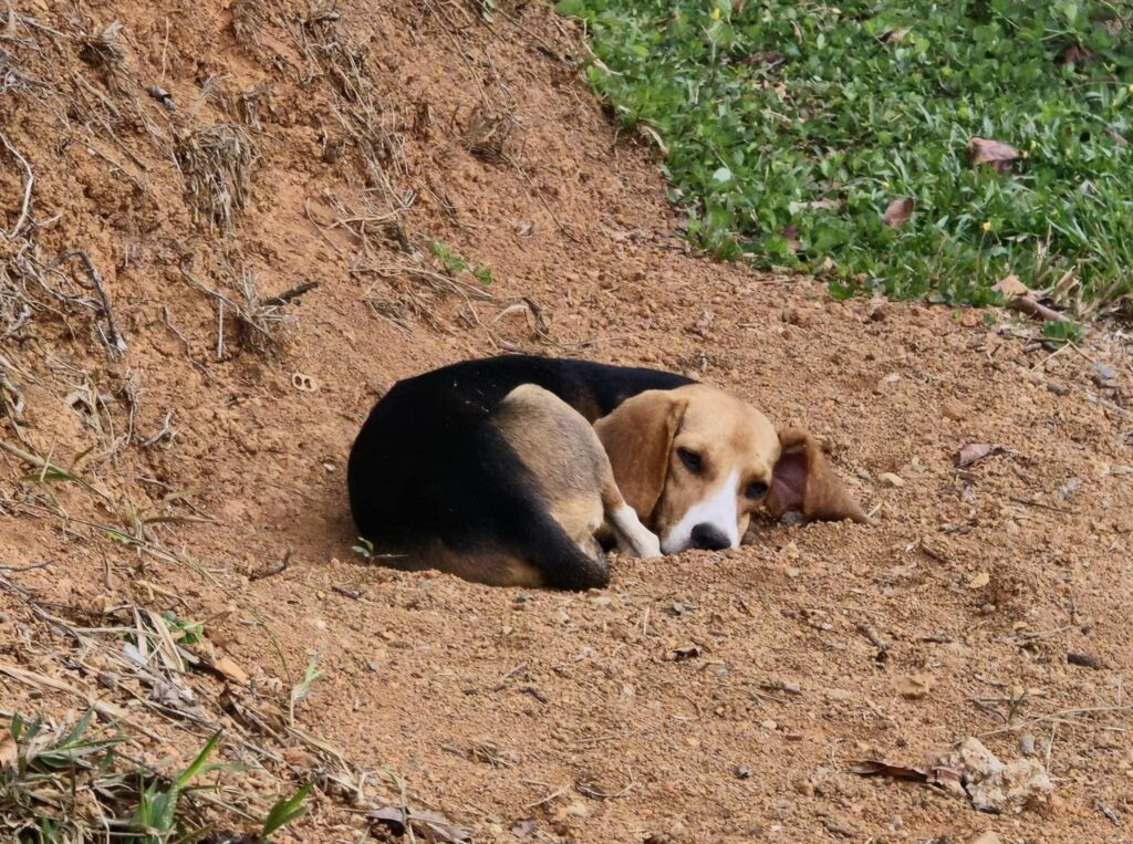 Beautiful Beagle is rescued