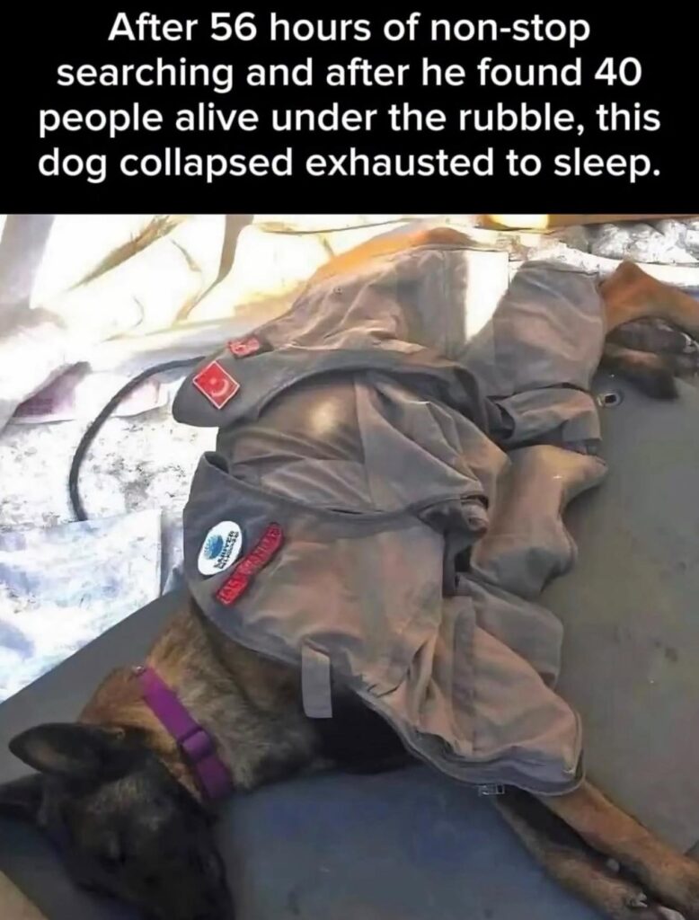 Beagle Rescue Dog Saves 40 Lives Before Collapsing