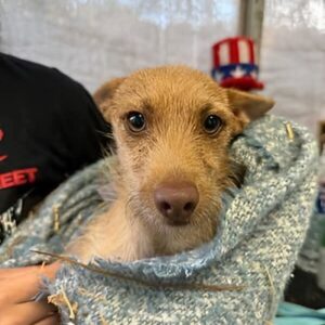 A Dog Left Behind—Until Someone Finally Saw Him