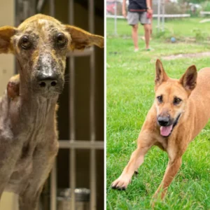 Rescue Dog Travels 9,000 Miles to Find Love