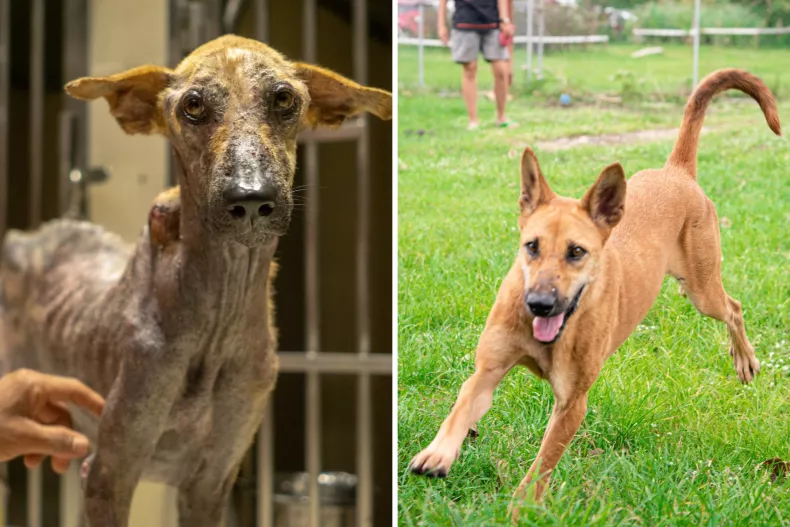 Rescue Dog Travels 9,000 Miles to Find Love