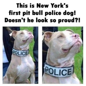 Pit Bull Police Dog Hero: Kiah’s Trailblazing Journey