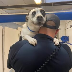 Neo’s Adoption Story: A Shelter Dog’s 450-Day Journey to Love