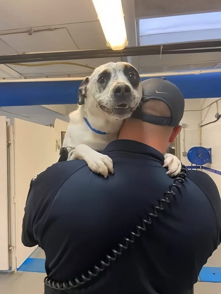 Neo’s Adoption Story: A Shelter Dog’s 450-Day Journey to Love