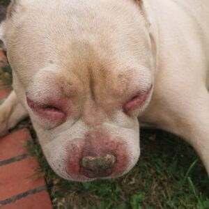 Courageous Bully Breed Battles Swollen Face in Vet Emergency