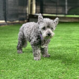 Heartbreaking Farewell: Sanctuary Dogs Cross the Rainbow Bridge