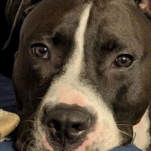 Pit Bull Named Duke Melted a Heart and Broke Stereotypes