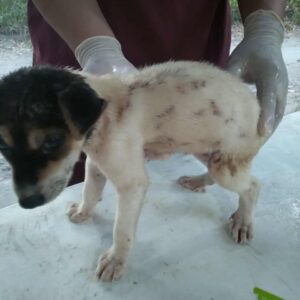 Saving an Abandoned Puppy from Tambobo Beach
