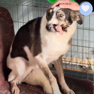 10 Ukrainian Pets’ Dramatic Rescue from War-Torn Frontlines