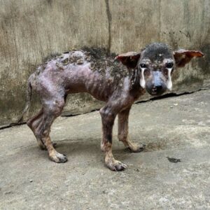Rescue Dog Story From the Streets of Bali