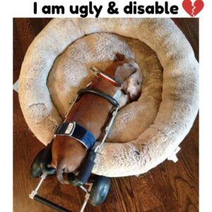 Heartbreaking Yet Hopeful Life of a Disabled Dog Revealed