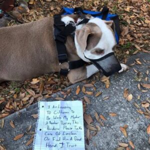 The Heartbreak Behind Abandoned Pit Bull Rescues
