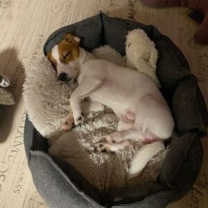 Rescued Jack Russell Terrier Finds Comfort in His First Night at Home