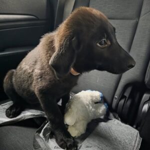 Tiny Puppy Rescued from Construction Chaos Steals Hearts Overnight