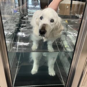 Hydrotherapy Holly Dies After 18 Remarkable Years