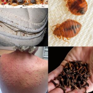 Natural Methods to Banish Bedbug Eradication