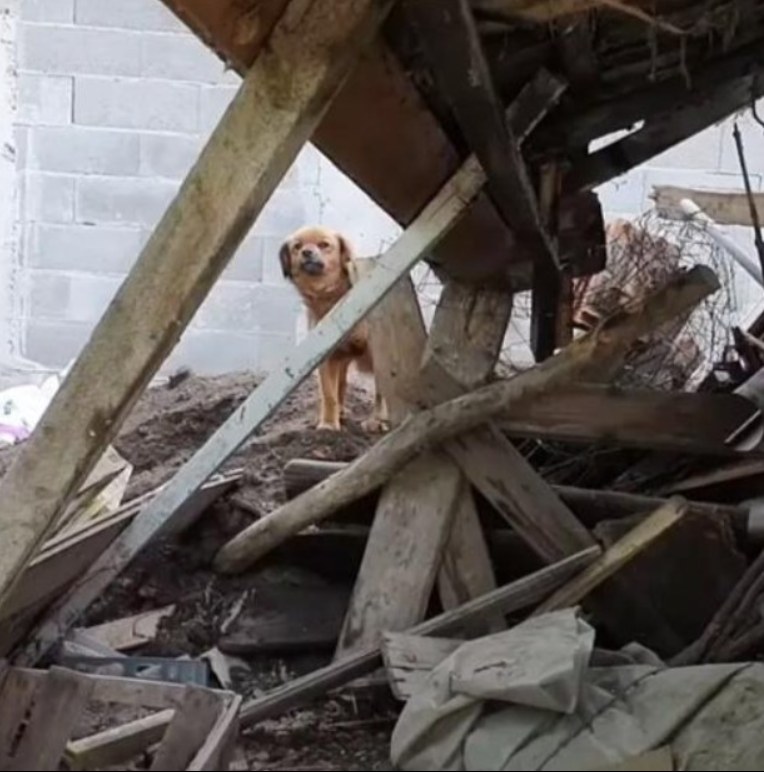 Amber the Loyal Dog: Abandoned Yet Still Waiting at Her Late Owner’s Doorstep