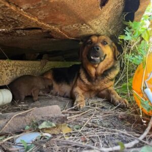 Born in the Trash, Raised with Love: A Stray Dog’s Unbreakable Spirit