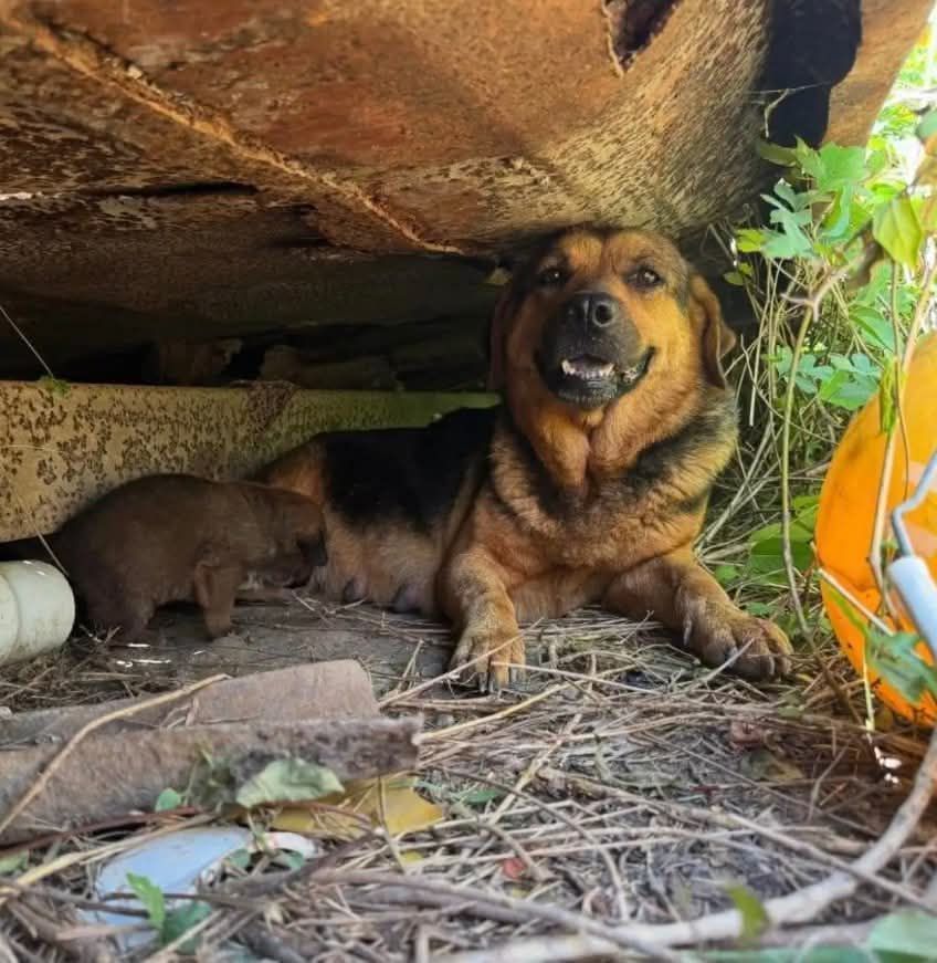 Born in the Trash, Raised with Love: A Stray Dog’s Unbreakable Spirit