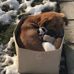 A Cardboard Box, A Bitter Cold, and a Brave Mother Dog