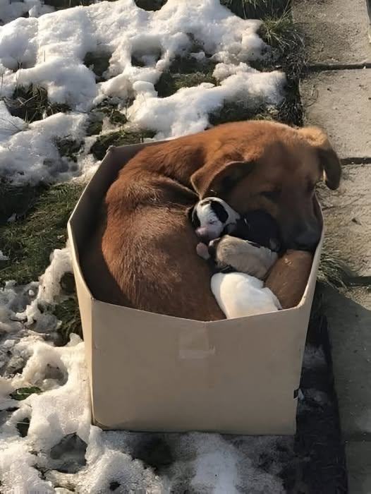 A Cardboard Box, A Bitter Cold, and a Brave Mother Dog