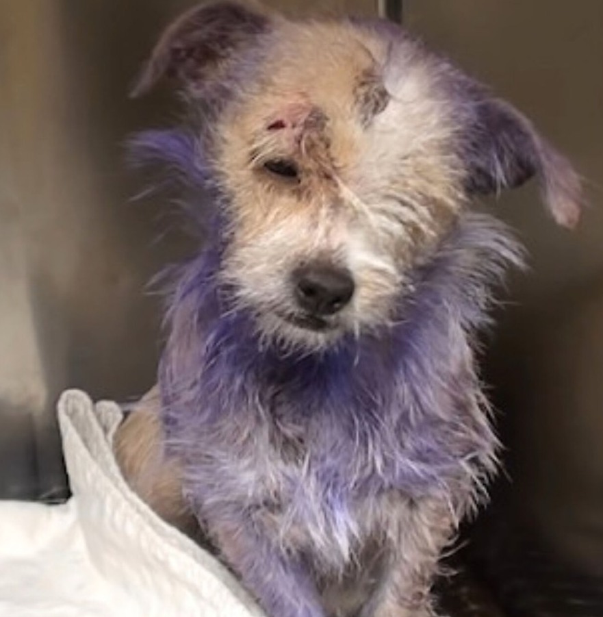 Violet’s Remarkable Recovery: A Puppy’s Journey from Neglect to Love