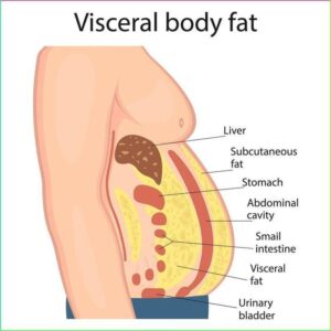 Understanding Key Difference of Visceral Body Fat vs Subcutaneous Fat