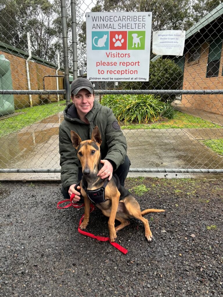 Oscar’s Big Day: A Heartwarming Shelter Dog Adoption Story That Gives Us All Hope