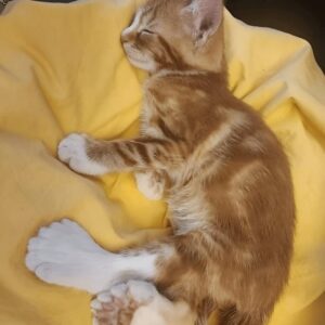 Paco the Cat with Big Paws: A Heartwarming Story of Adoption and Hope