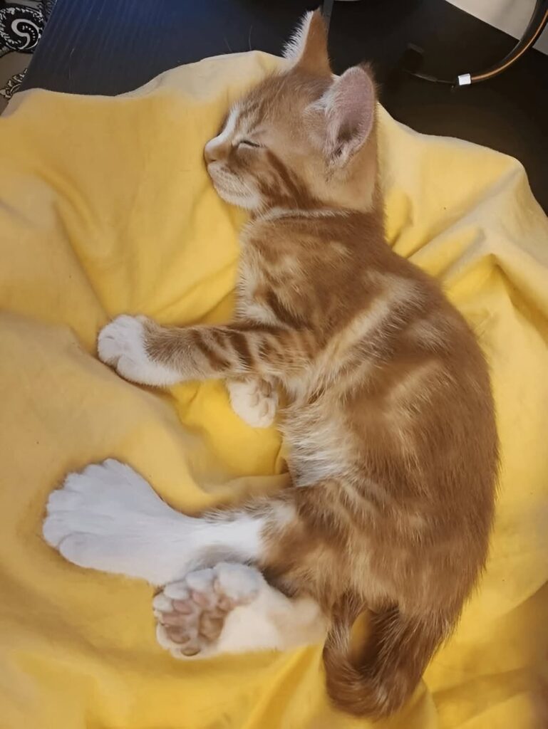 Paco the Cat with Big Paws: A Heartwarming Story of Adoption and Hope