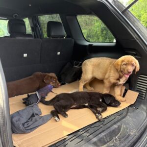 Rescue Puppy Maple Battles for Her Life After Being Found in Critical Condition
