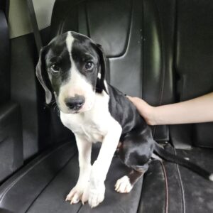 From Roadside to Forever Home: Finn’s Incredible Street Dog Rescue Story