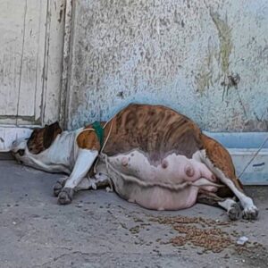 A Pregnant Dog’s Journey from Neglect to Hope