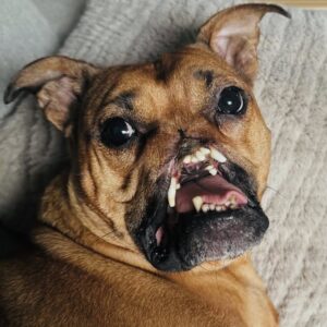 Sammy: The Inspiring Journey of a Dog Fighting Ring Survivor