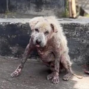 Ossie’s Heartwarming Journey From Abandonment to a Forever Home