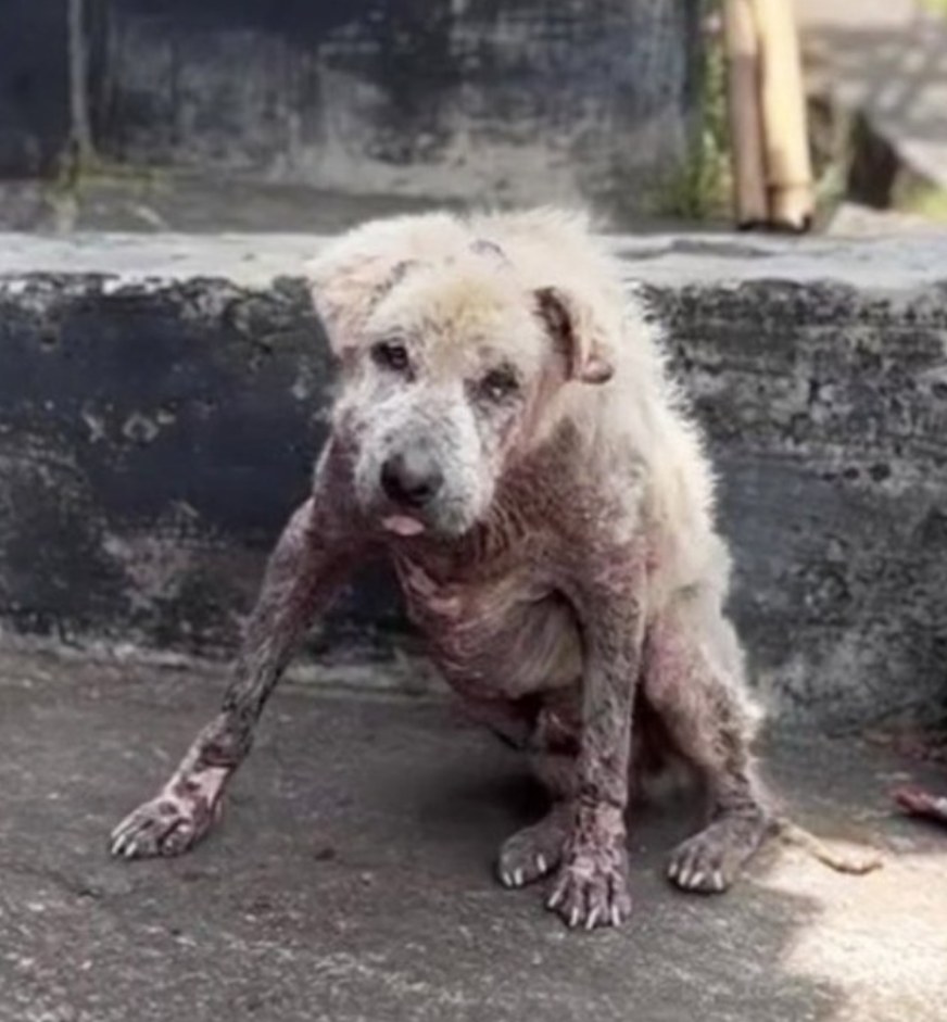 Ossie’s Heartwarming Journey From Abandonment to a Forever Home
