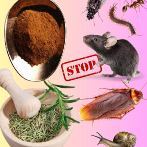Pesky insects ruining your home or garden? Eco-friendly pest control offers a safe, chemical-free way to repel bugs while protecting your family and the environment. Inspired by natural health trends like garlic for vision, this article reveals how ingredients like peppermint and garlic create a pest-free space. Learn sustainable methods to safeguard your home and share these tips for a greener future. Why Choose Eco-Friendly Pest Control? Chemical pesticides can harm health and ecosystems, causing respiratory issues and soil pollution, per a 2022 Environmental Health Perspectives study. Eco-friendly pest control, using plant-based solutions, is safer for kids, pets, and the planet. Peppermint oil deters ants, while garlic repels aphids, as seen in gardening communities. These methods, like goji berries for kidney health, promote wellness and sustainability, reducing the 20% pesticide-related pollution reported by the EPA. Top Eco-Friendly Pest Control Methods Peppermint Oil Spray Combine 10–15 drops of peppermint oil with water in a spray bottle. Apply to entry points to repel spiders and mosquitoes. A 2021 Journal of Economic Entomology study validates peppermint’s pest-repelling power. Garlic-Chili Blend Blend two garlic cloves with chili powder and water, strain, and spray on plants. This eco-friendly pest control method wards off beetles and aphids. Reapply weekly for best results. Herb Barriers Plant lavender, basil, or rosemary near doors or garden beds. Their natural oils act as a pest deterrent, similar to hydration’s role in health guides, ensuring long-term protection. Benefits of Eco-Friendly Pest Control These methods are affordable, pet-safe, and environmentally friendly. They reduce reliance on toxic chemicals, aligning with sustainable practices like those in weight loss or kidney health tips. Sharing eco-friendly pest control ideas, like Duke’s pit bull rescue story, inspires community action, fostering greener habits and healthier homes. Practical Tips and Precautions Reapply sprays after rain for consistent results. Test on small plant areas to prevent damage. Avoid excessive essential oil use to prevent irritation. For severe infestations, consult professionals, as natural methods complement but don’t fully replace conventional solutions. Spread these tips to promote eco-conscious living, much like sharing caffeine warnings. Build a Pest-Free, Eco-Friendly Home Eco-friendly pest control with garlic, peppermint, and herbs protects your home and garden safely. Embrace these natural solutions to create a healthier space and inspire others to go green. Start today for a pest-free, sustainable tomorrow.