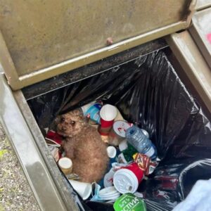 Abandoned Dog Found in Trash Can Survives