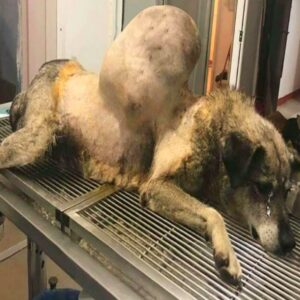 Dog Has a Tumor – Recognize Symptoms Before It’s Too Late