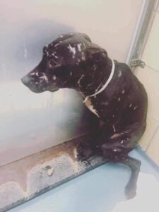 Safe Dog Rehoming: Preventing Bait Dog Abuse